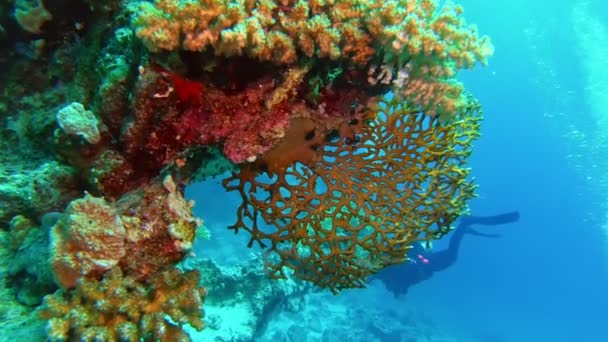 Scuba Diver Swimming Vibrant Hard Corals — Wideo stockowe