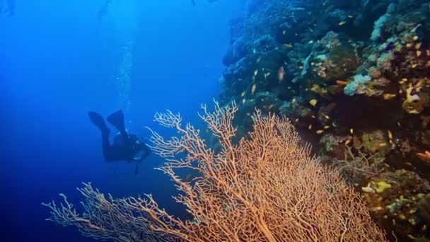 Scuba Diver Swimming Vibrant Coral Reef — Stockvideo