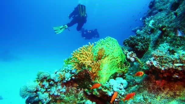 Scuba Divers Swimming Vibrant Coral Reef Wild Life — Video Stock