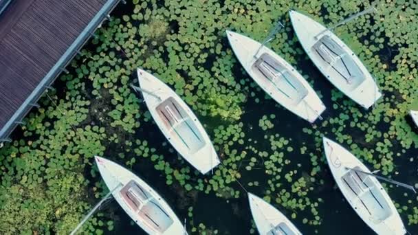 Scenic Aerial View Several Sailboats Moored Close Lakeshore — Vídeos de Stock