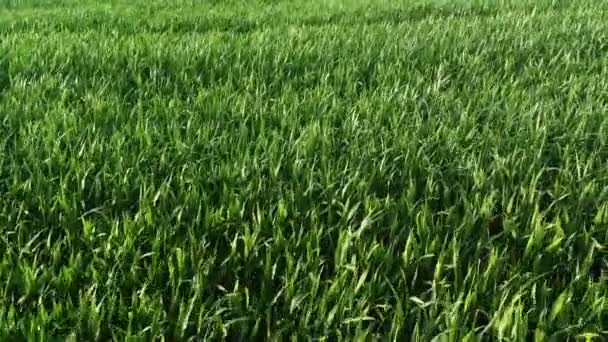 Aerial View Cornfield — Stock videók