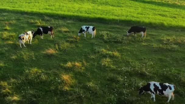 Dairy Cows Grazing Green Pastures Sunset — 图库视频影像