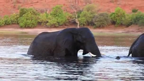 Два Величезних Слони Виходять Річки Чоб Ботсвані Африка — стокове відео