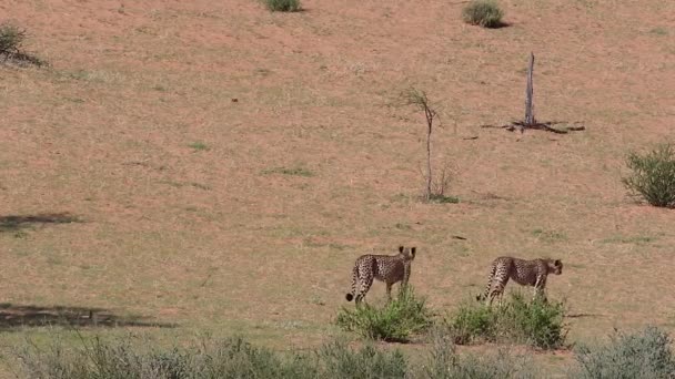 Δύο Αφρικάνικα Cheetahs Περπατούν Στο Άνυδρο Τοπίο Της Ερήμου Καλαχάρι — Αρχείο Βίντεο