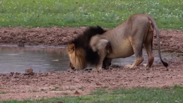 Manliga Afrikanska Lejon Hukar Sig Vid Vattenhålet För Att Dricka — Stockvideo