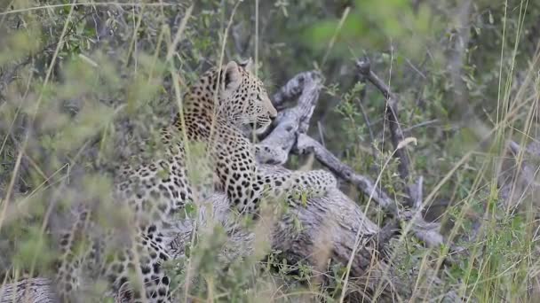 Alert African Leopard Relaxes Lying Dead Tree Tall Grass — Stock Video