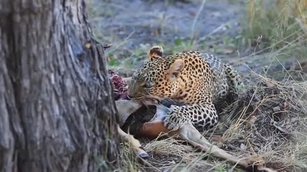 Γραφική Παράσταση Αφρικανική Leopard Τρέφεται Πρόσφατα Σκοτώθηκε Impala Στη Σκιά — Αρχείο Βίντεο