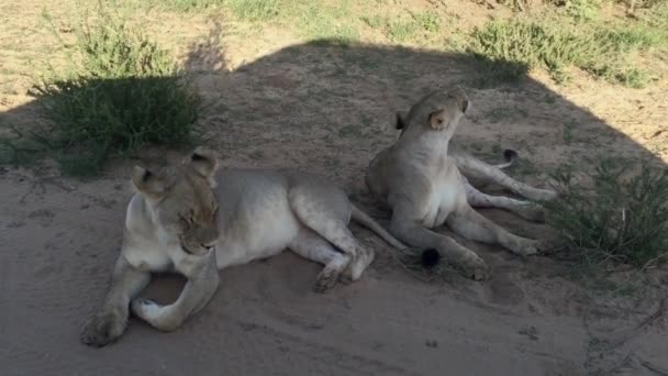 Zwei Afrikanische Löwen Entspannen Sich Schatten Des Safarifahrzeugs Der Kalahari — Stockvideo