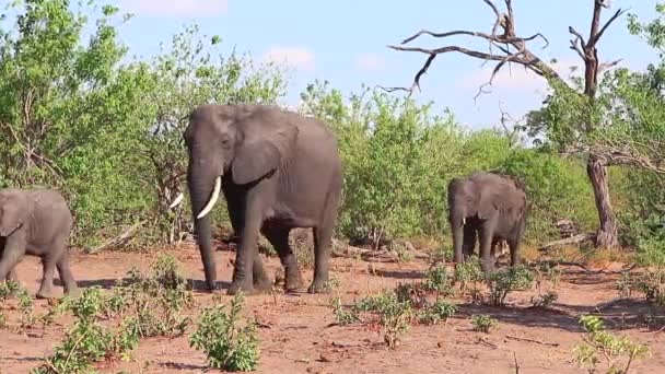 Afrikaanse Bush Olifanten Lopen Langzaam Door Bush Winderige Chobe Dag — Stockvideo