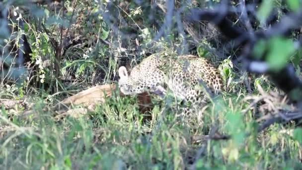 Leopardo Africano Alimenta Cadáver Antílope Recientemente Asesinado Sol Brillante — Vídeos de Stock