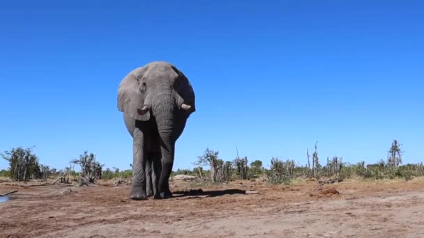 Huge African Bush Elephant Postures Safari Vehicle Briefly — Stock Video