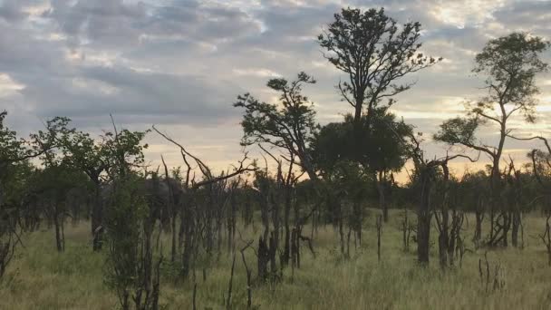 Large African Bush Elephant Walks Sparse Open Bush — Stock Video