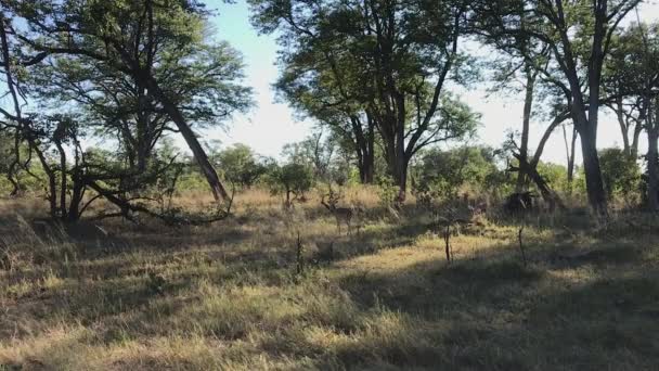 Egy Magányos Impala Sétál Száraz Botswanai Erdőben Hangosan — Stock videók