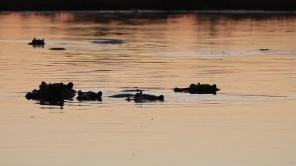 Hipopótamo Bosteza Mientras Vaina Yace Sumergida Río Con Luz Dorada — Vídeo de stock