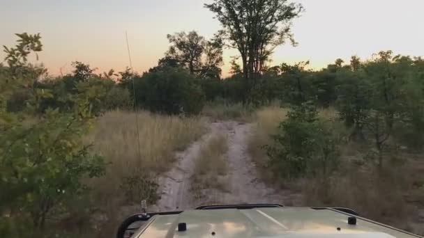 Pov Pojazd Safari Jedzie Piaszczystym Dwupasmowym Szlakiem Botswanie — Wideo stockowe