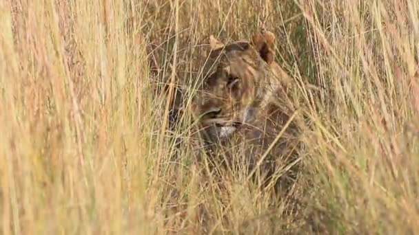 Bem Camuflada Leoa Alta Savana Grama Olha Para Câmera — Vídeo de Stock