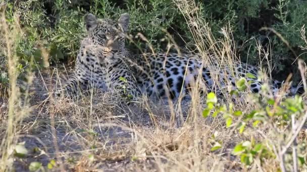 Африканский Леопард Мирно Отдыхает Тени Жаркий День Ботсване — стоковое видео