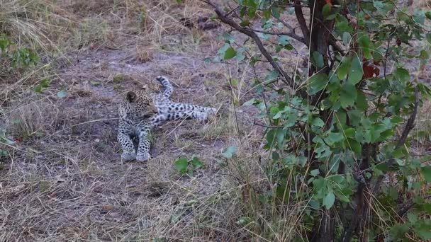 Joven Leopardo Africano Que Yace Cerca Lentamente Mira Directamente Cámara — Vídeos de Stock