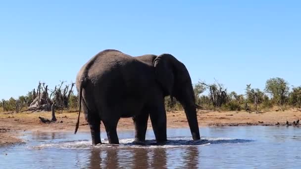 African Bush Elephant Kastar Lerigt Vatten Sig Själv Som Solskydd — Stockvideo