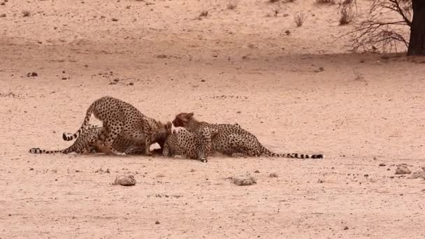 Pięć Afrykańskich Gepardów Żywi Się Niedawno Zabitą Antylopą Kalahari — Wideo stockowe