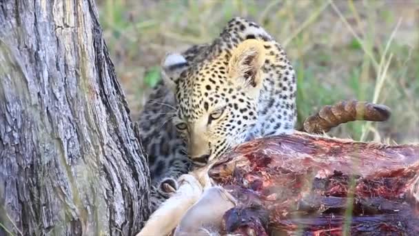 Graphic Close African Leopard Eats Recently Killed Impala Antelope — Stock Video