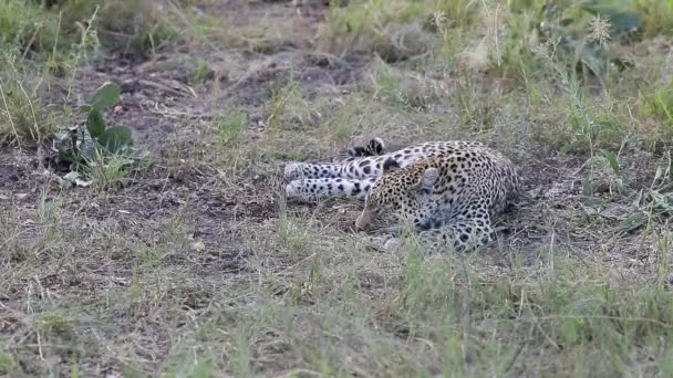 Afrikanischer Leopard Hat Mittagsschlaf Okavango Delta Von Botswana Beschattet — Stockvideo