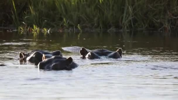 Hippos Break Surface River Breathe Okavango Delta Close — Stock Video