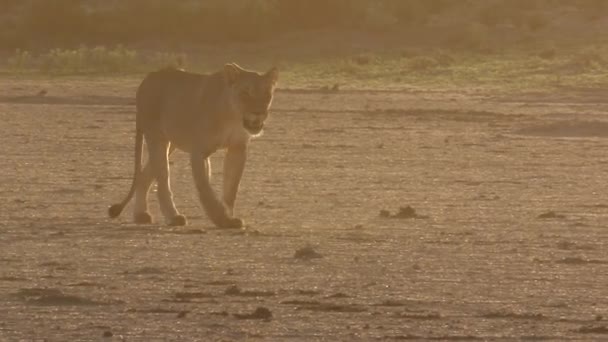 León Africano Iluminado Lateral Camina Por Desierto Kalahari Luz Dorada — Vídeos de Stock