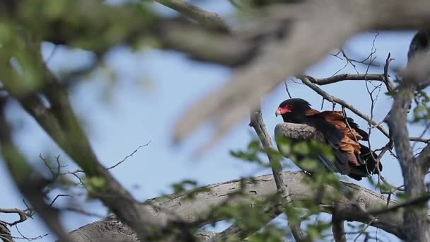 Bateleur Kotka Kyydissä Puu Etsii Saalista Botswanan Okavango Delta — kuvapankkivideo