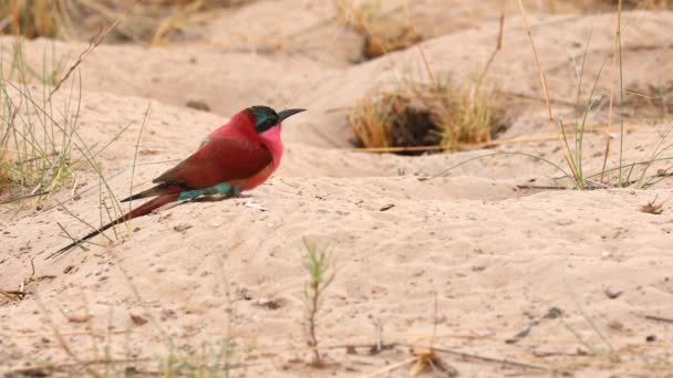 Lukk Opp Vakker Multikolor Sørlige Carmine Bee Eater Fugl Positurer – stockvideo