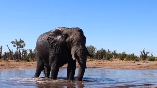 Elefante Africano Bush Solitário Emerge Água Depois Mergulho Fresco — Vídeo de Stock