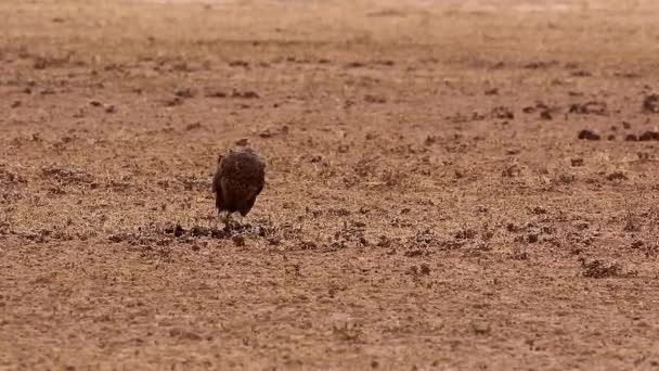 Alert Raptor Juvenile Bateleur Eagle Eats Small Prey Ground — Stock Video
