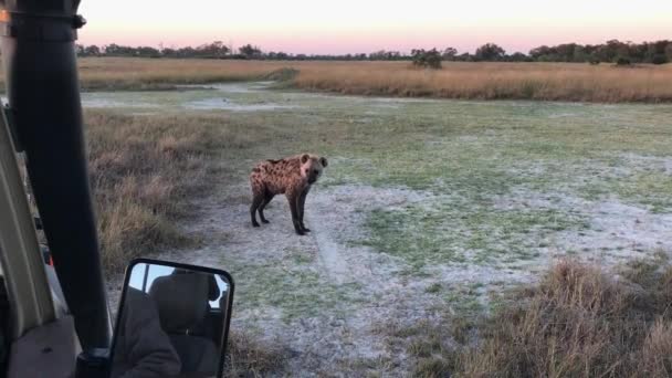 Una Hiena Solitaria Manchada Bloquea Inspecciona Vehículo Safari Botsuana — Vídeos de Stock