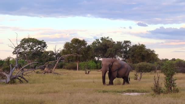 Large African Bush Elephant Wet Legs Trunk Walks Low Grass — Stock Video