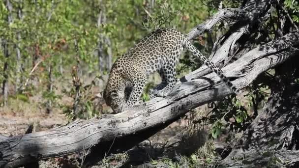 African Leopard Tries Get Small Animal Dead Tree — Video Stock