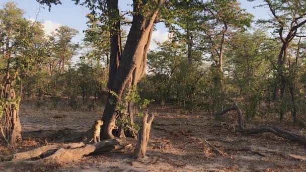 African Leopard Sits Shadow Large Tree Arid Botswana Bushland — Vídeos de Stock