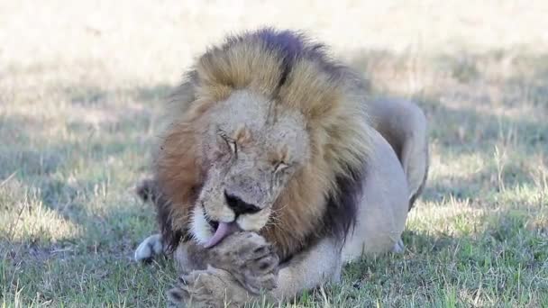 Male African Lion Licks His Paw Grooms His Face Close — Stockvideo