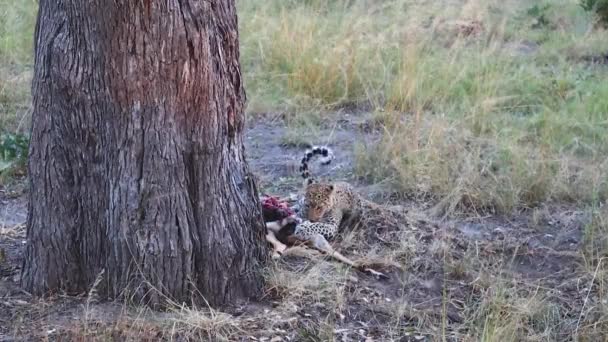 Graphic African Leopard Feeds Recently Killed Impala Antelope — Vídeo de stock