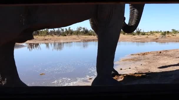 Close African Elephant Watering Hole Photographic Blind — Stok video
