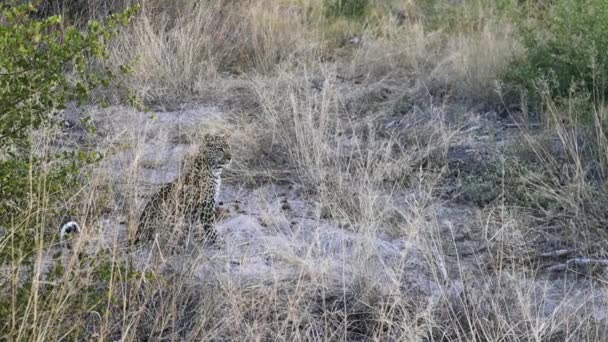African Leopard Sits Very Still Tall Dry Grass Botswana — стокове відео