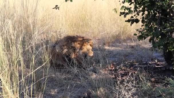 Male African Lion Relaxes Tall Shady Grass Botswana Africa — 비디오