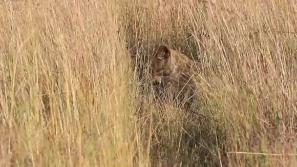 Well Camouflaged Lioness Lies Tall Savanna Grass Mid Day Sunshine — Video