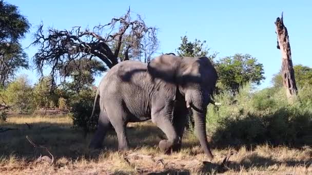 Massive African Bush Elephant Harsh Shadows Mid Afternoon — Stock Video