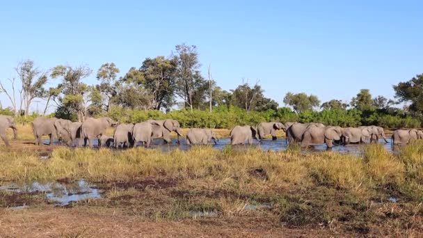 Large Herd African Elephants Enjoy Cool Dip Watering Hole — Video
