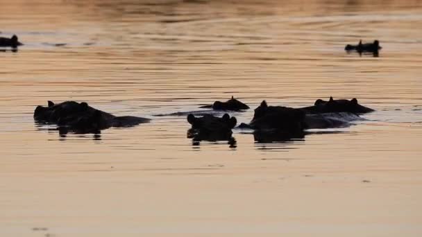 Pod Hippopotamus Mostly Submerged Okavango Delta Golden Light — Stockvideo