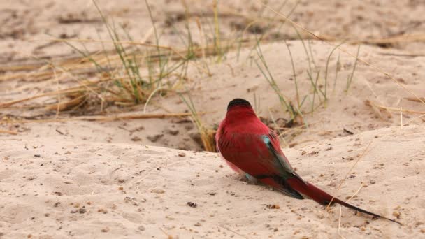 Close Beautiful Multicolor Southern Carmine Bee Eater Bird Sand — Stockvideo