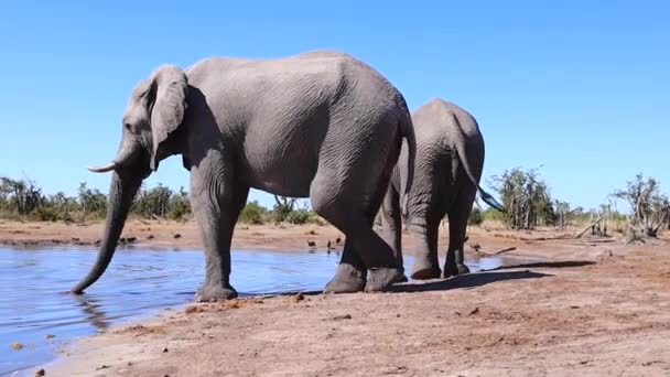 Two African Bush Elephants Walk Water Edge Hot Botswana Day — Wideo stockowe