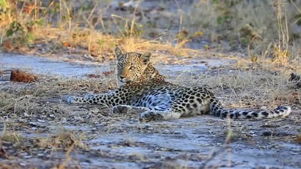 African Leopard Enjoys Resting Shade Hot Day Botswana — 图库视频影像