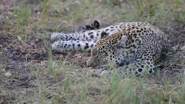 African Leopard Looks Nap Okavango Delta Botswana — Vídeo de stock