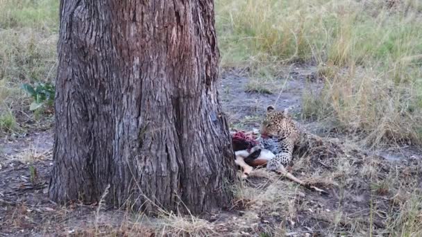 Graphic African Leopard Eats Recently Killed Impala Antelope Tree — Stockvideo